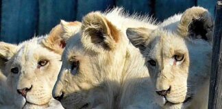 leones blancos maduro