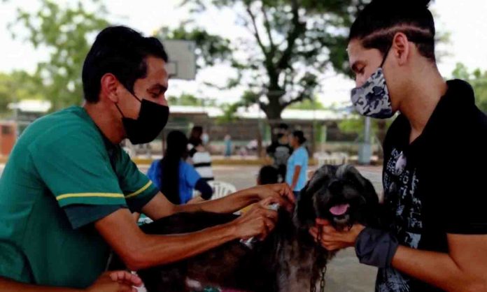 vacunación contra la rabia