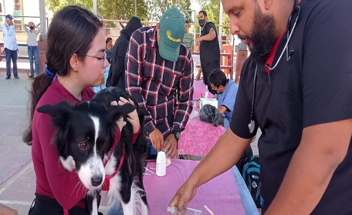 Alcaldía de Maracaibo Jornada Atención Veterinaria