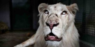 leones blancos zoológico caricuao