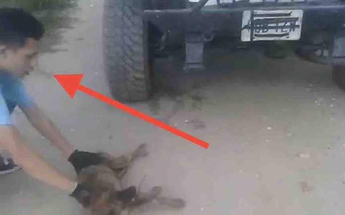 torturan perro