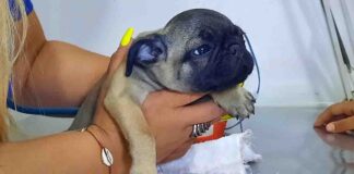 mascota