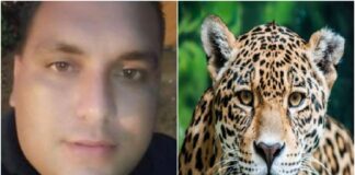 Hombre matar jaguar