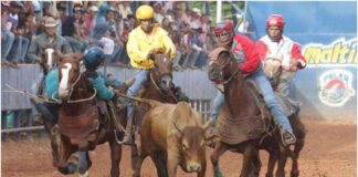 Toros coleados Yaracuy