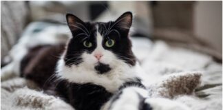 dia internacional gato