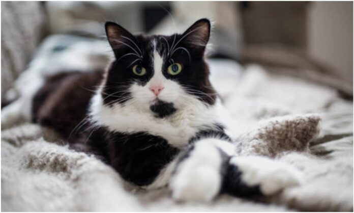 día internacional gato dia internacional gato