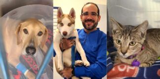 esterilizar mascotas