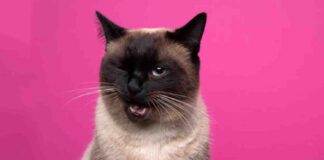 mascotas gato