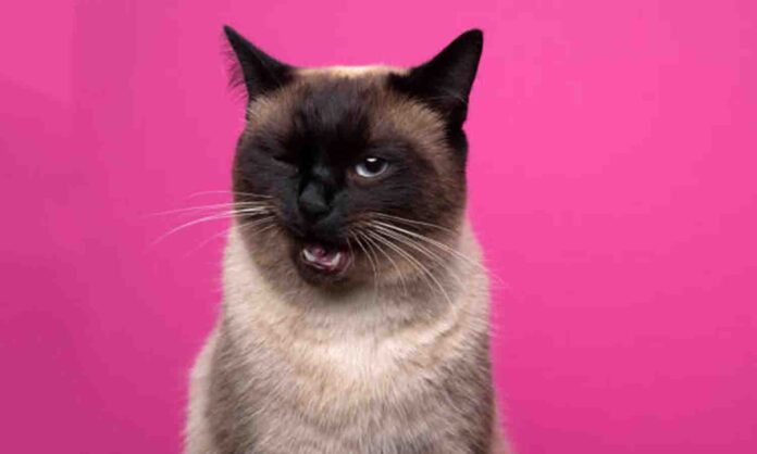 mascotas gato