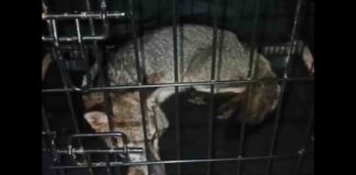 rescate zorro maracaibo