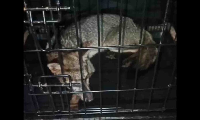 rescate zorro maracaibo
