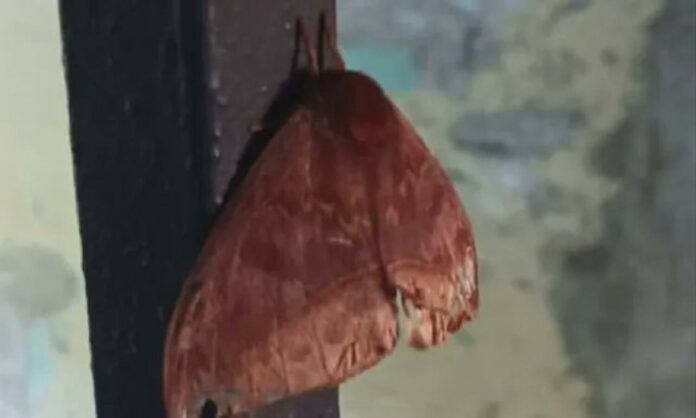 PalometaPeluda palometa peluda