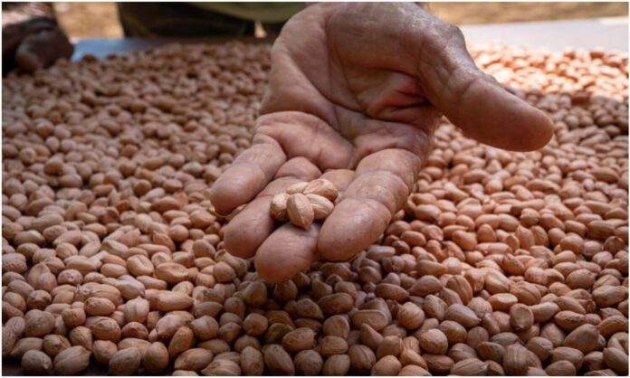 producción maní maracaibo
