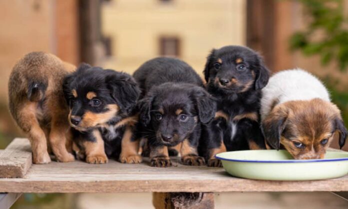Cachorros maltrato animal.