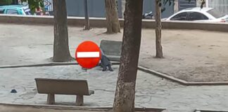 enjambre de abejas