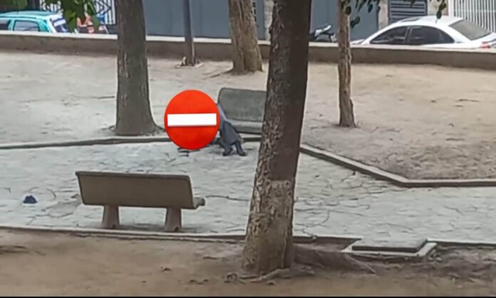 enjambre de abejas