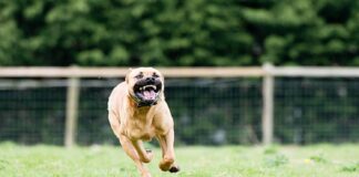perros pitbull
