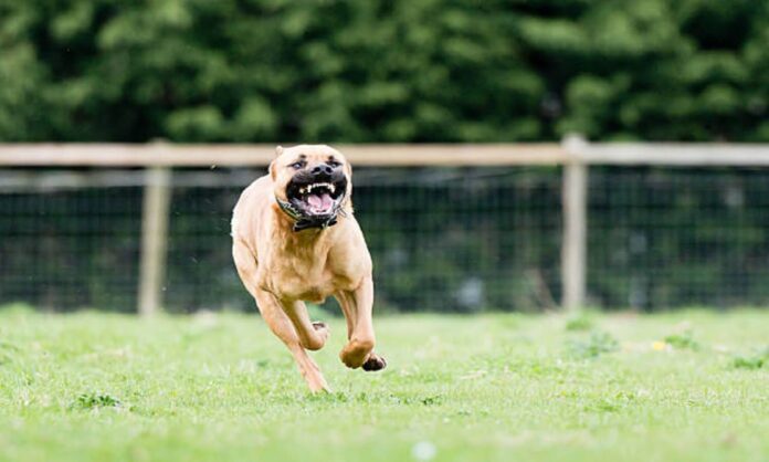 PerrosPitbull perros pitbull