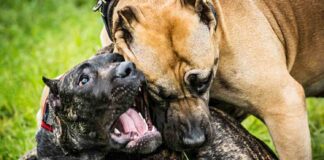 pelea de perros