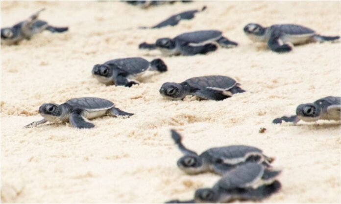 Tortugas amazonas