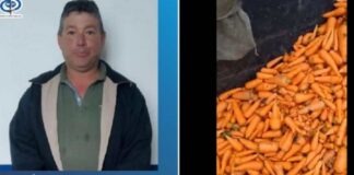 Agricultor zanahorias