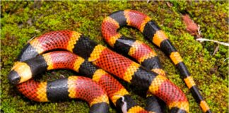 agricultor serpiente zulia
