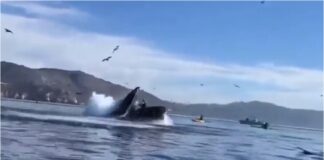 ballena jorobada
