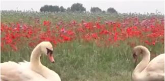cisnes eslovaquia