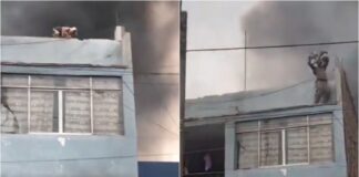 incendio perros perú