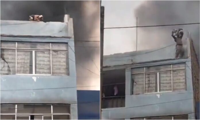 incendio perros perú incendio perros perú