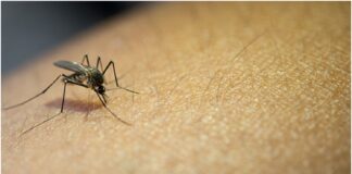 dengue venezuela