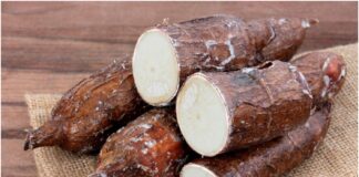 yuca amarga monagas