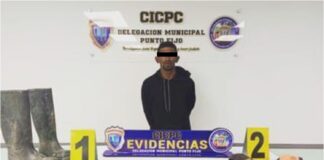 Falcón