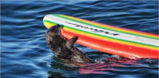 nutria california