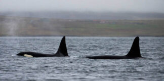 ballenas orcas