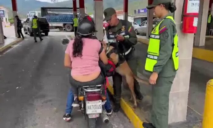 Tachira táchira