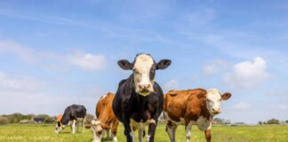 vacas