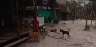 amazonas