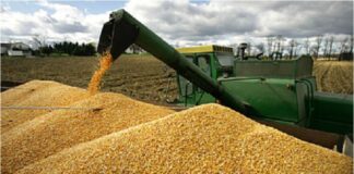sector agroindustrial Venezuela