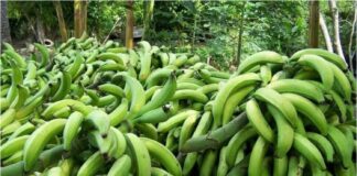 plátano Carabobo