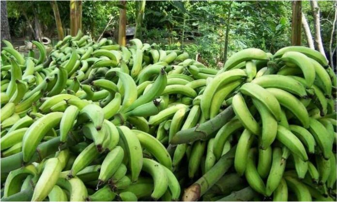 plátano Carabobo plátano Carabobo