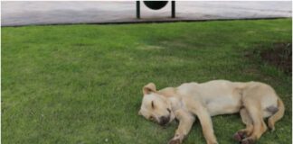 Maltrato animal