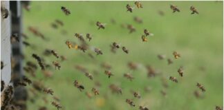 abejas maracaibo