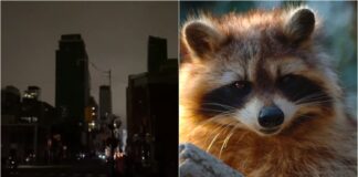 mapache toronto