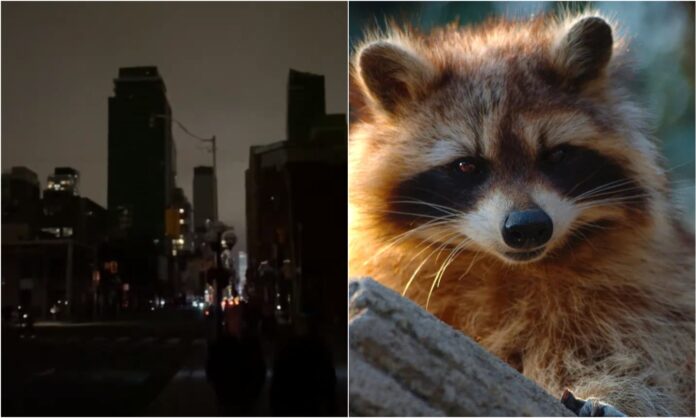 mapache toronto mapache toronto