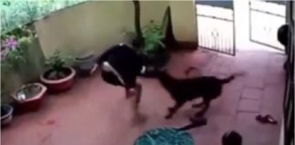 perro secuestro