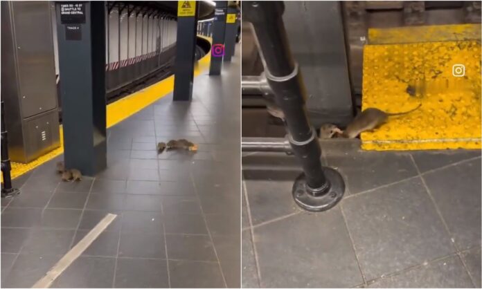 Nueva York Nueva York