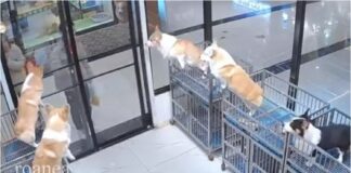 perros