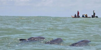 delfines falcón