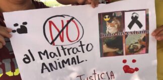 maltrato animal